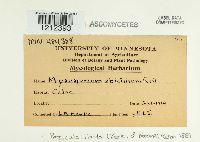 Pezicula livida image