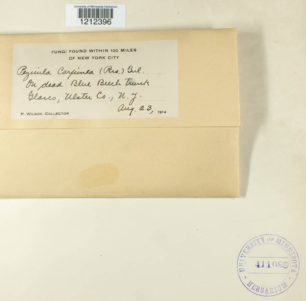 Pezicula carpinea image