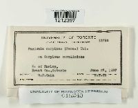 Pezicula carpinea image