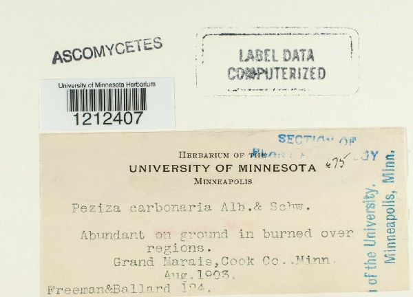 Geopyxis carbonaria image