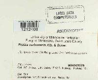 Geopyxis carbonaria image