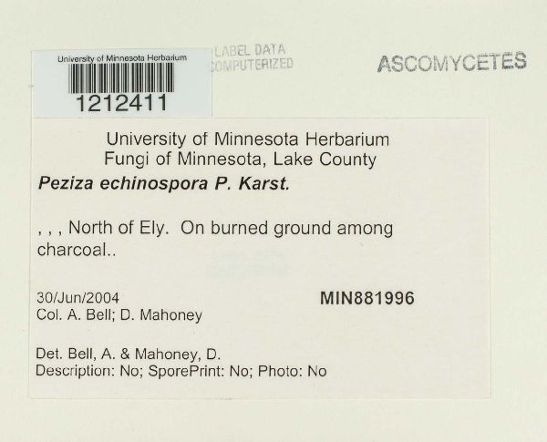 Peziza echinospora image