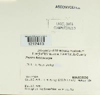 Peziza fuscocarpa image