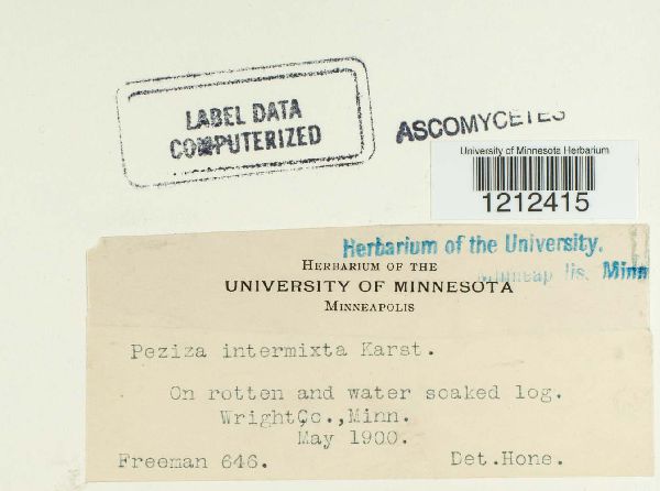 Peziza intermixta image