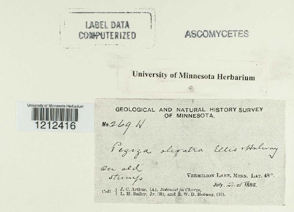 Peziza olivatra image