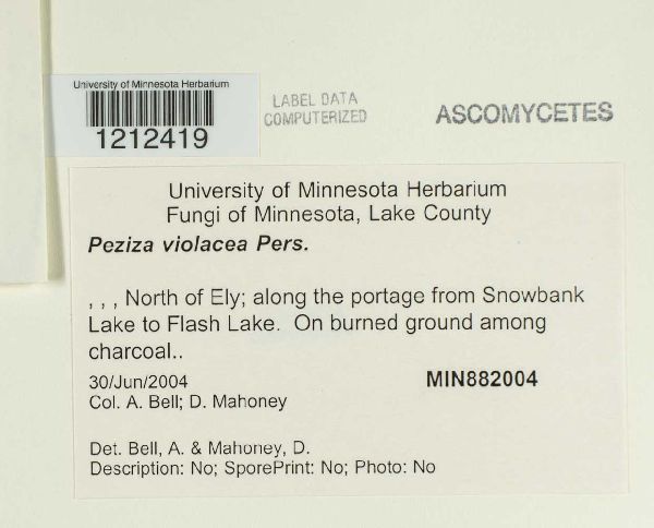 Peziza violacea image