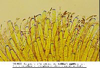 Peziza violacea image