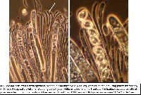 Peziza violacea image