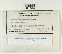 Peziza brunneoatra image