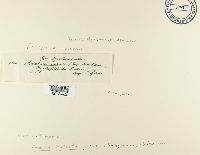 Helvella acetabulum image