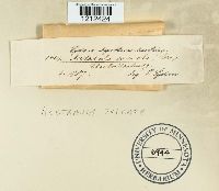 Helvella acetabulum image