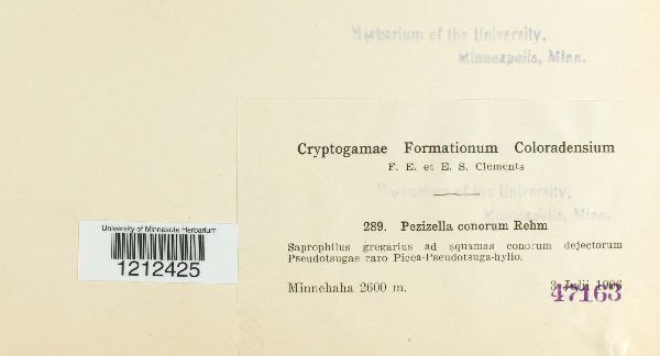 Calycina conorum image