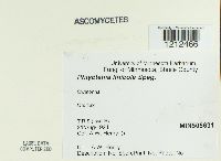 Mycosphaerella linicola image