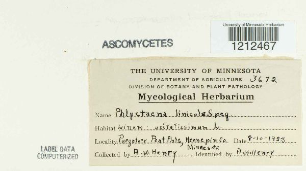 Mycosphaerella linicola image