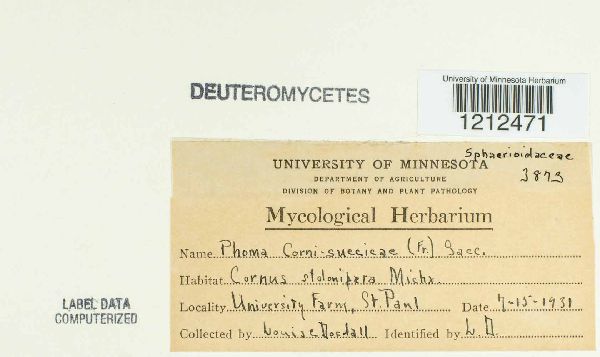 Pseudomassaria corni image