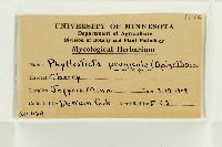 Phoma pomorum var. pomorum image