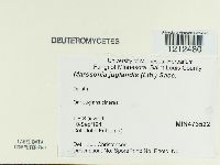 Marssonia juglandis image