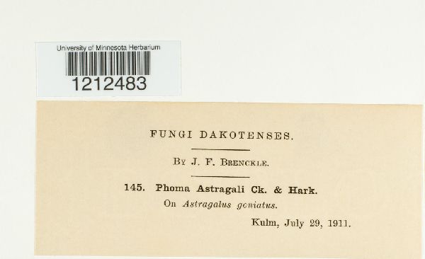 Phoma astragali image