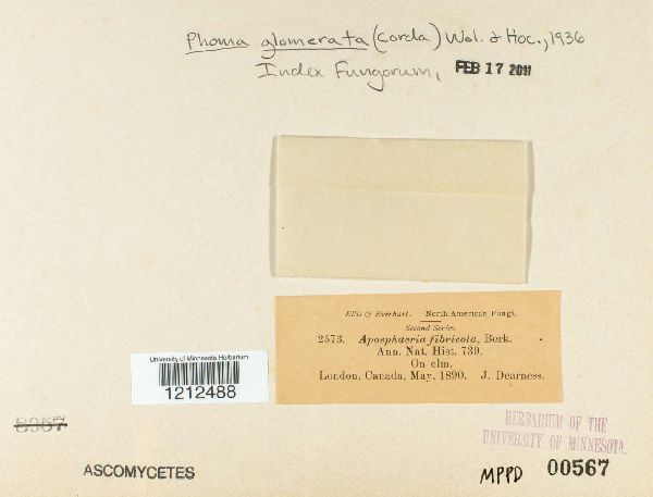 Phoma glomerata image