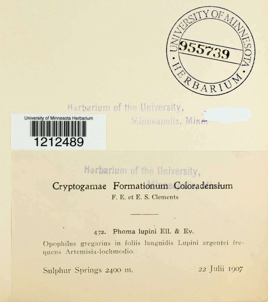 Phoma lupinicola image