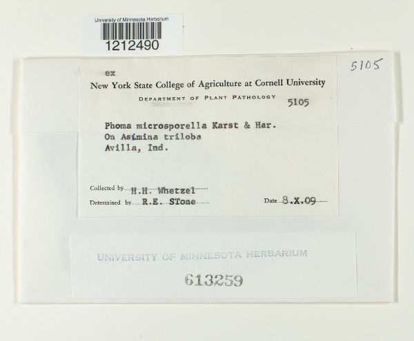 Phoma microsporella image