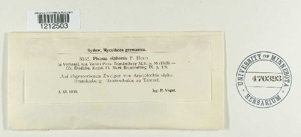 Phoma siphonis image