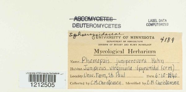 Phomopsis juniperivora image