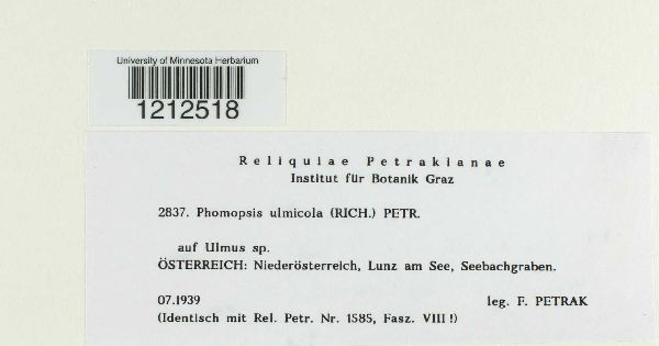 Phomopsis ulmicola image