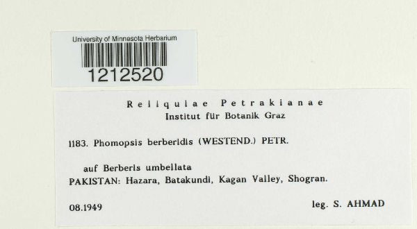 Phomopsis berberidis image