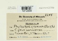 Phyllachora graminis image