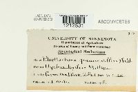 Phyllachora graminis image