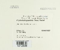 Phyllachora graminis image