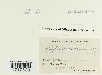 Phyllachora graminis image