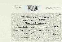 Phyllachora graminis image