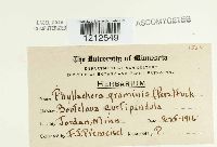 Phyllachora graminis image