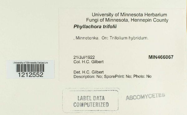 Phyllachora trifolii image