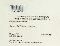 Phyllachora trifolii image