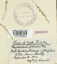 Phyllachora graminis image