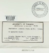 Phyllachora graminis image