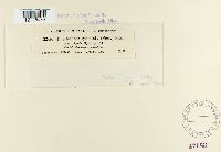 Phyllachora graminis image