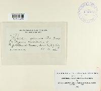 Phyllachora graminis image