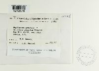 Phyllachora graminis image