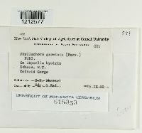 Phyllachora graminis image