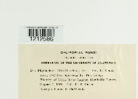 Phyllachora trifolii image