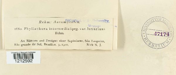 Lohwagia intermedia image