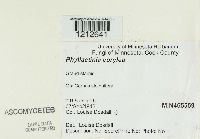 Phyllactinia guttata image