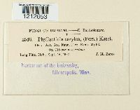 Phyllactinia guttata image