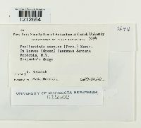 Phyllactinia guttata image