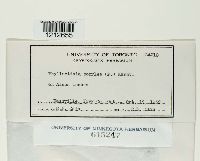 Phyllactinia guttata image