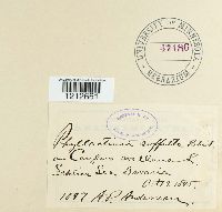 Phyllactinia guttata image